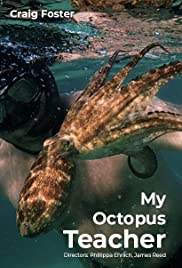 ดูหนังออนไลน์ My Octopus Teacher (2020) บทเรียนจากปลาหมึก [ซับไทย]